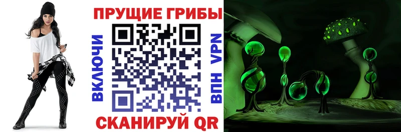 Псилоцибиновые грибы Psilocybine cubensis Ершов